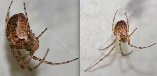 Metellina sp.